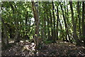 Woodland on the edge of Kings Hill Golf Course in ME19 4JL