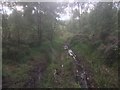 Muddy singletrack, Devilla in FK10 4AT