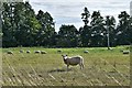 Bardwell: Large field with grazing sheep in IP31 1AB