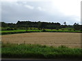 Crop field off Leyburn Road (A6108) in HG4 4ES