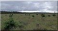 Coniferous trees on moorland below Ballharn Hill, Caithness in KW3 6BD