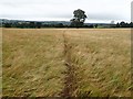 Footpath through a field of wheat in LL15 1YR
