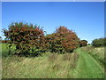 Hawthorn bushes and maintained unsurfaced road in PE31 6DS