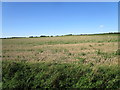 Stubble field near Harpley in PE31 6TN