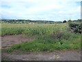 Field of maize near Kentchurch in HR2 0BY