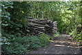 Log pile, Hoath Wood in ME18 5LD