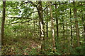 Woodland, East Malling Heath in ME19 6JP