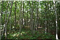 Woodland, East Malling Heath in ME19 4FF