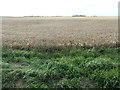Barley field, west of Grange Farm in Whaplode and Holbeach St. John's Ward