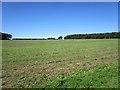Stubble field and plantations in PE31 6DS