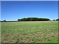 Stubble field and plantation in PE31 6DS