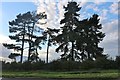 Tall conifers by Standalone Warren, Ireland in SG17 5QG