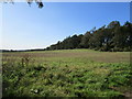 Plantation near Little Massingham in Massingham with Castle Acre Ward