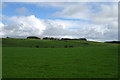 Grazing near Nook in AB42 0QT