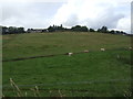 Grazing towards Hatton in AB42 0TU