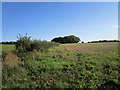 Stubble field and Whinhill Plantation in PE32 2JR