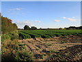 Carrot field near Roydon in PE31 6DB