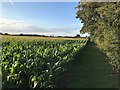 Field of Maize near Rushley Manor in NG18 4RE