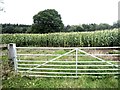 Field of maize at Gwern-genny Farm in HR2 9DS