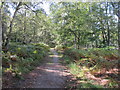 Egypt woods, birch trees by permissive path in SL2 3LN