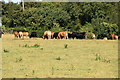 Cattle grazing by Easterfields in ME19 6BQ