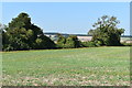 Field beside Old Blandford Road in Stratford Toney