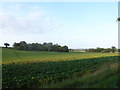 Constable, that's a Gainsborough: farmland at Great Henny in CO10 7NJ