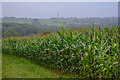 Rose Ash : Crop Field in EX36 4RD