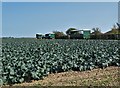 Cabbage field by Church Road, Freiston in PE22 0LA