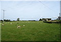 Sheep grazing, Tower Hill in HG4 3DS