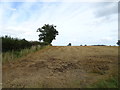 Stubble field, Westfield in HG4 3DT