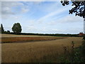 Cereal crop near Ripon in HG4 1UU