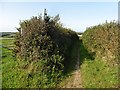 Track to Upcott in EX39 5HX