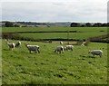 Grazing sheep, West Ashridge in EX39 5HX