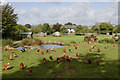 Hens near the Muddy Boots Farm Shop in KY15 7TL