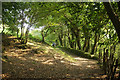 Bridleway, Overbrent Wood in TQ10 9EQ
