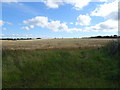 Cereal crop near Blackhills Farm in AB43 8RY