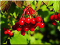 Red berries, The Firs Nature Reserve, Braydon in SN5 0AH
