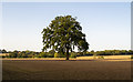 Tree in tilled field, Navestock Side in CM14 5UN