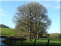Beeches in the Yeo valley in EX39 5ET
