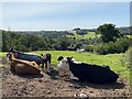 Cattle at rest in SA32 8BT