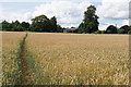 Wheat field near Fifield in OX7 6HF