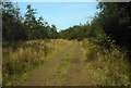 Track through Barhill Wood in G65 9TS