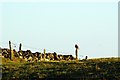 Buzzard on a Fencepost at  Finavon Hill, Angus in DD8 3PW
