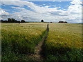 Bridleway through crop field, Tunstall  in DL10 7PP