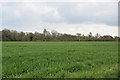 Arable land by Colehill Lane in CB11 4QL