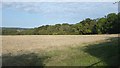 Looking towards Whitepost Wood in TN8 7DZ