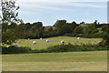 Fields with bales beside Butleigh Drove in BA16 9RQ