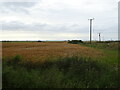 Cereal crop near Broadmuir Farm in AB42 0SU