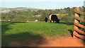 Livestock near Lower Netherton in TQ12 4DY
